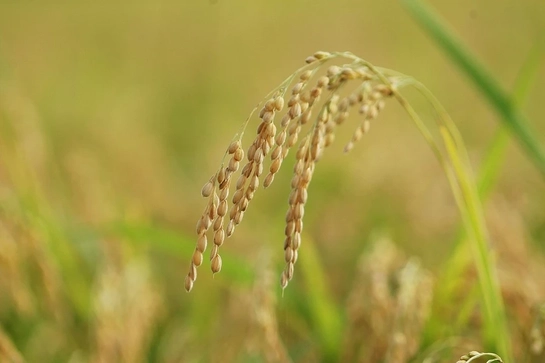 Giống lúa mới giàu CoQ10 - đột phá trong phòng ngừa bệnh tim mạch