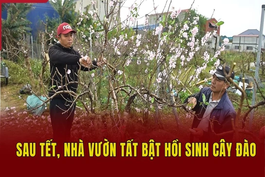 Sau tết, nhà link vào m88 mới nhất tất bật hồi sinh cây đào