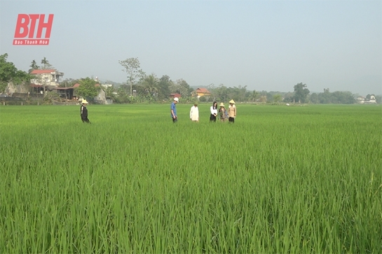 Phòng, chống sâu bệnh hại cây trồng