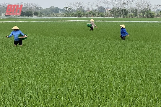 Xây dựng thương hiệu gạo Thọ Xuân, hướng đến thị trường xuất khẩu