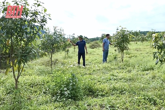 Canh tác cây nguyên liệu trên đất đồi