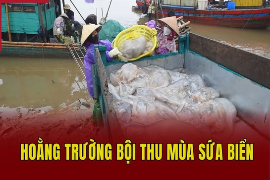 Hoằng Trường bội thu mùa sứa biển