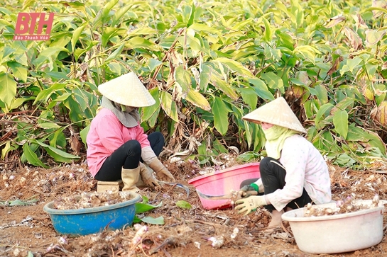 Hiệu quả kinh tế từ trồng cây dong riềng