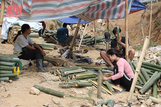 Tìm hướng đi bền vững cho người trồng nứa, vầu ở huyện Quan Sơn