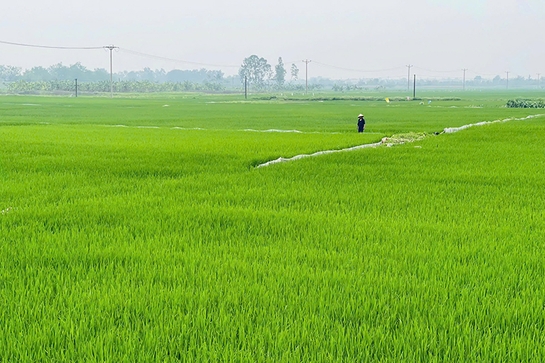 Xanh lại đồng hoang