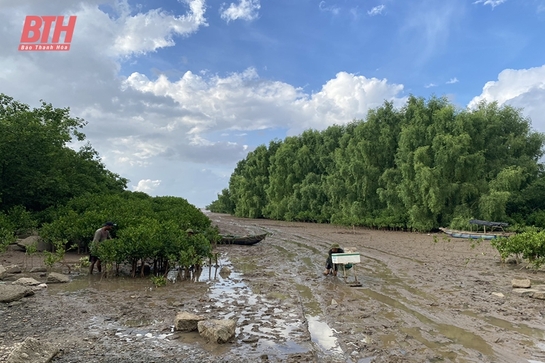 Nghề lú bãi bồi