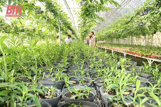 Vườn treo sinh thái siêu lợi nhuận