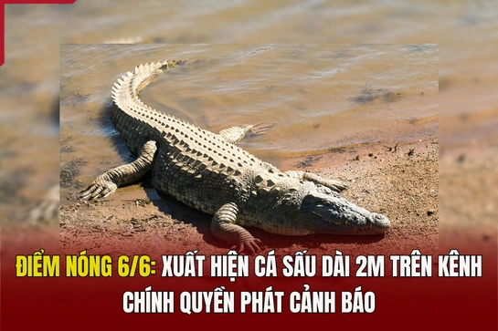 Điểm nóng 6/6: Xuất hiện cá sấu dài 2m trên kênh, chính quyền phát cảnh báo