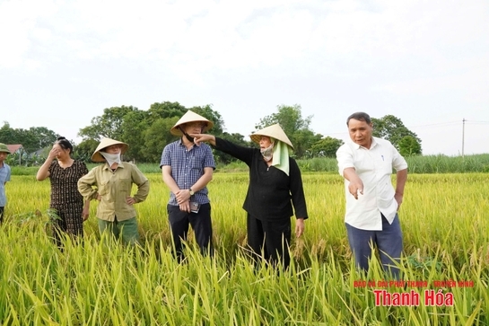 Hỗ trợ hơn 105 triệu đồng cho các hộ dân bị thiệt hại do lúa trỗ không kết hạt