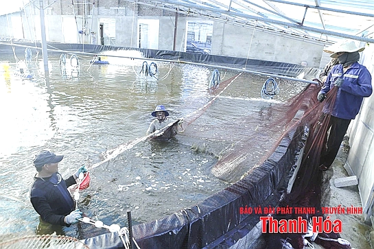 Đầu tư vùng nuôi trồng thủy sản tập trung