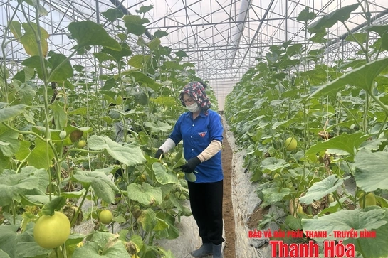 Duy trì chất lượng VietGAP sau chứng nhận