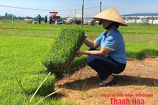 Giống chất lượng cao - yếu tố quyết định năng suất vụ mùa