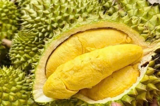 Chuẩn hóa quy trình kiểm soát an toàn thực phẩm đối với sầu riêng tươi xuất khẩu
