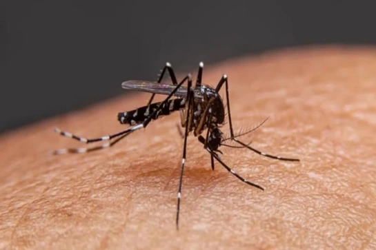 Tăng cường phòng, chống bệnh Chikungunya trên địa bàn tỉnh Thanh Hóa
