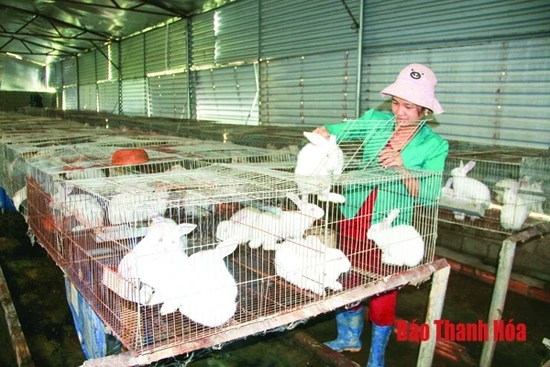 Ghi nhận kết quả phát triển chăn nuôi và hệ thống giết mổ m m88, gia cầm
