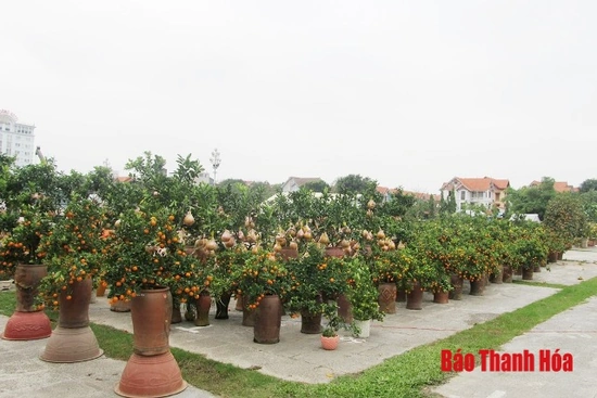 Sôi động thị trường m88 cá cược thể thao trực tuyến, cây cảnh những ngày giáp Tết