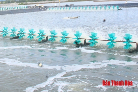 Xã Quảng Nham: Mở rộng diện tích nuôi tôm thẻ chân trắng theo hướng công nghiệp