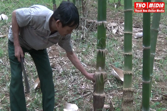 Lang Chánh: Hiệu quả từ chính sách thâm canh, phục tráng rừng luồng