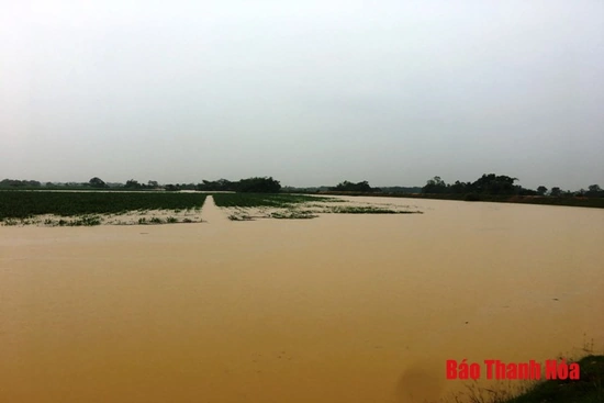 Hơn 8 nghìn ha lúa của tỉnh Thanh Hoá bị đổ, ngập, thiệt hại do mưa, lũ