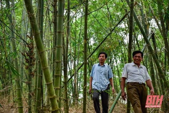 Rừng luồng khuyến học ở xứ Thanh