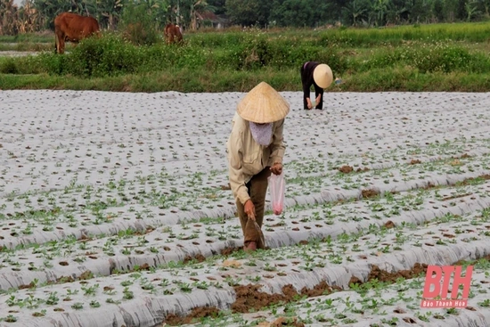 Thanh Hóa chỉ đạo khắc phục vụ đông sau mưa, bão