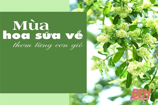 Mùa hoa sữa về thơm từng cơn gió