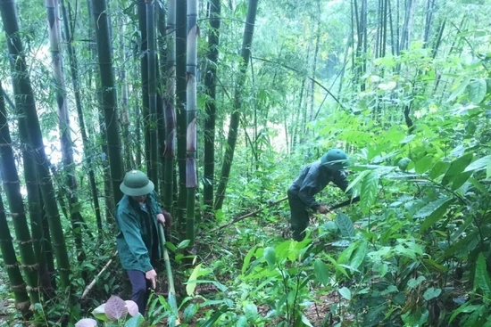 Thanh Hóa thâm canh phục tráng được 12.980 ha luồng