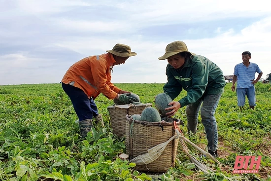 Cho phép sử dụng địa danh “Nga Sơn” để đăng ký nhãn hiệu tập thể “Dưa hấu Mai An Tiêm - Đặc sản Nga Sơn”