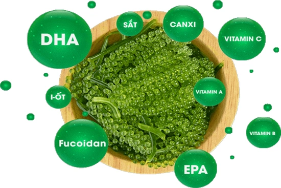 Rong nho - món quà từ thiên nhiên dành cho sức khỏe