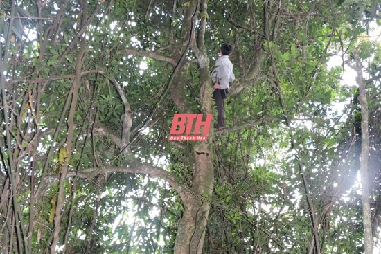 Hành trình đến với quần thể chè cổ thụ trên đỉnh Pom Khuông