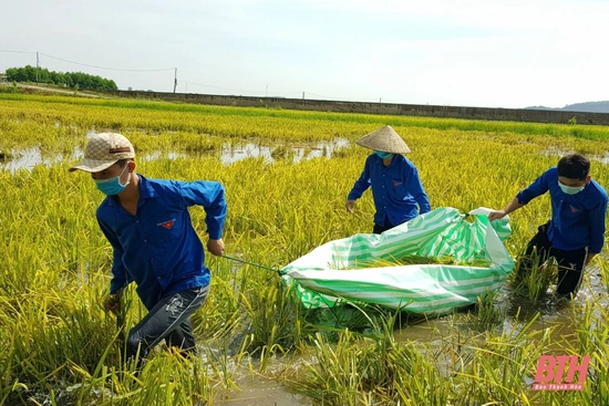 Màu áo xanh tình nguyện giúp dân  thu hoạch lúa  mùa  tránh bão