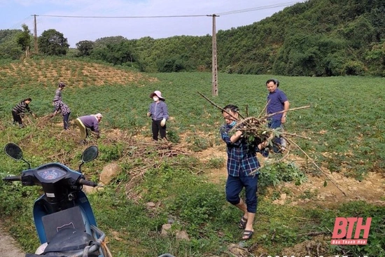 Huy động hơn 6.000 lượt người thực hiện các biện pháp phòng, trừ bệnh khảm lá virus hại sắn