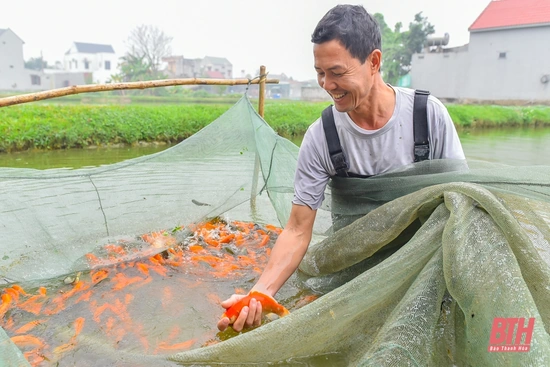 Nông dân thu hoạch cá chép đỏ phục vụ Tết ông Công ông Táo