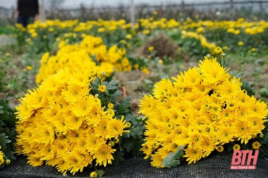 Làng hoa Đông Cương những ngày cuối năm
