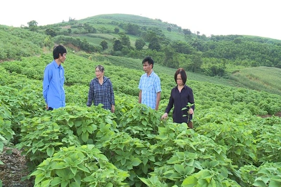 Thanh Hóa phát triển cây gai xanh gắn với chế biến nguyên liệu