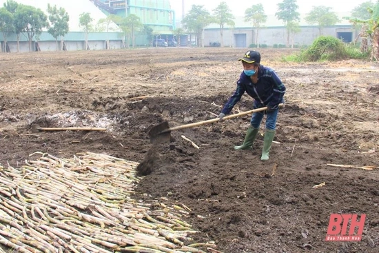 Thanh Hóa: Diện tích mía nguyên liệu niên vụ 2022-2023 tăng so với cùng kỳ