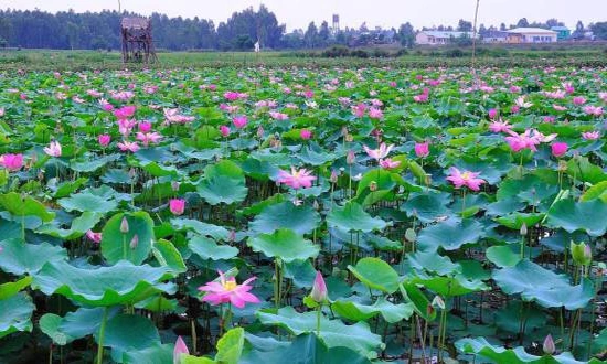 Phát sóng khai mạc Lễ hội Sen Đồng Tháp lần thứ I năm 2022