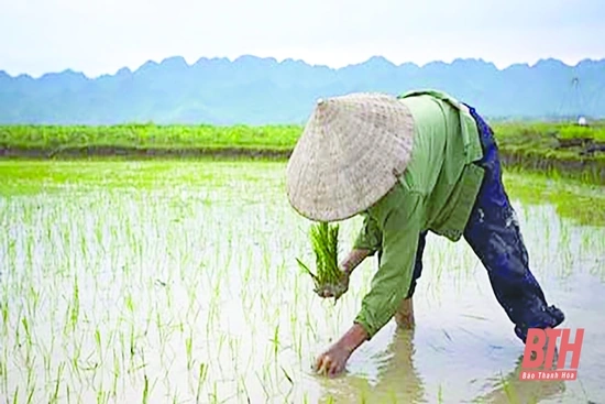 Nắng tháng sáu, mẹ lội đồng đi cấy