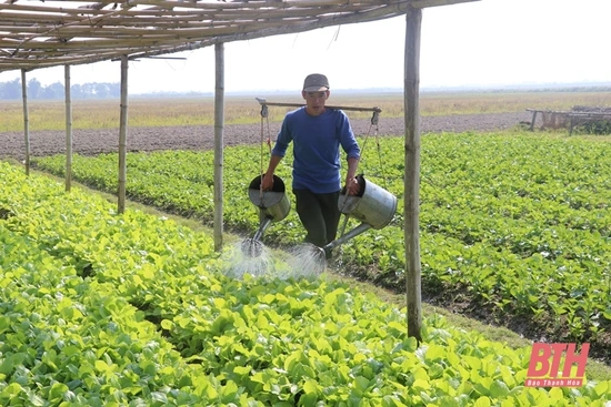 Diện tích cây trồng thâm canh toàn tỉnh đạt 218.825 ha