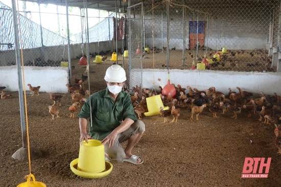 Phân bổ 625.000 liều vắc xin cúm gia cầm cho 5 huyện miền núi
