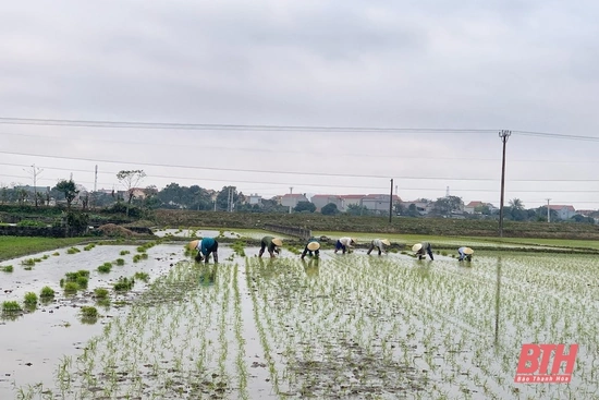 Nông dân Thiệu Hóa khẩn trương xuống đồng gieo cấy sau Tết Nguyên đán
