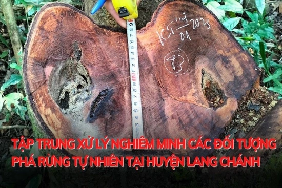 Tập trung xử lý nghiêm các đối tượng phá rừng tự nhiên tại huyện Lang Chánh