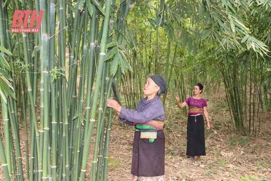Phát triển vùng nguyên liệu phục vụ chế biến lâm m88 the thao