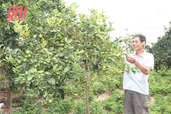 Nông dân Nga Sơn với các mô m88 the thao sản xuất hiệu quả trong vườn nhà