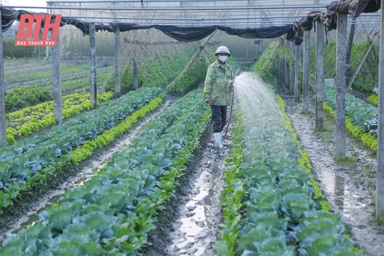 Thâm canh tăng năng suất các loại cây trồng