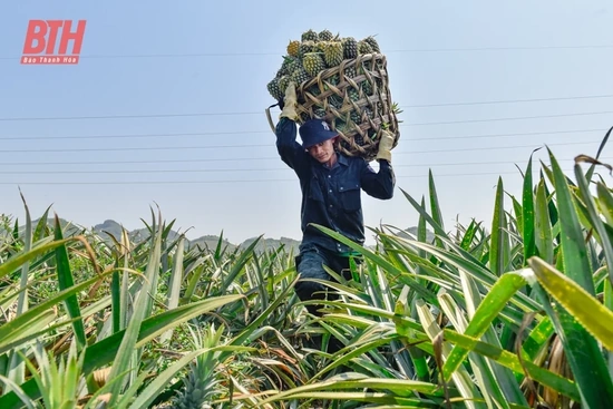 Nông dân thu hoạch dứa dưới trời nắng nóng 40 độ C