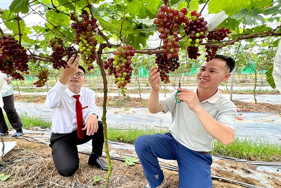 Ưu tiên vốn tín dụng phát triển nông nghiệp công nghệ cao