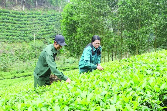 Khuyến khích các HTX tham gia Chương trình OCOP