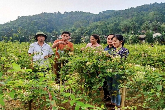 Lang Chánh mở rộng diện tích cây dược đăng ký m88