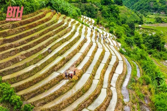 Đi cấy trên nương miền biên viễn xứ Thanh